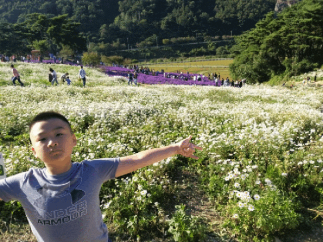 정읍 구절초축제 주차장 주차팁 2019년 현재 개화현황