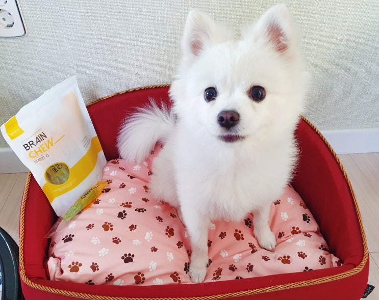  강아지덴탈껌; 강아지두뇌영양에 좋은 치석제거 강아지껌 브레인츄