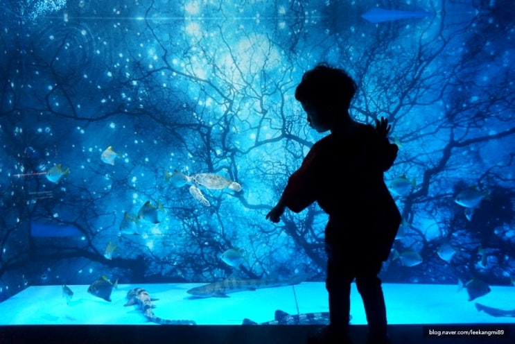  일산 아이와 가볼만한곳 아쿠아리움 아쿠아플라넷 볼거리 많아요