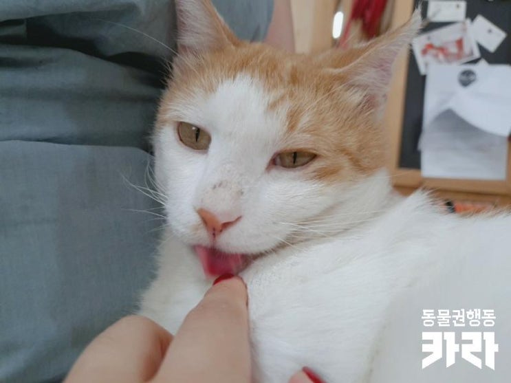  [개인구조]이런 무릎냥은 처음! 모찌에게 무릎을 내어주실 가족을 기다려요