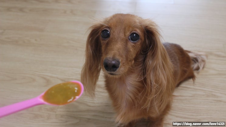  강아지 간식 추천, 마이펫닥터 강아지호박죽, 죽쒀서 개줬다