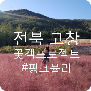  전북 고창 핑크뮬리와 함께 인생샷  (feat. 꽃객프로젝트)