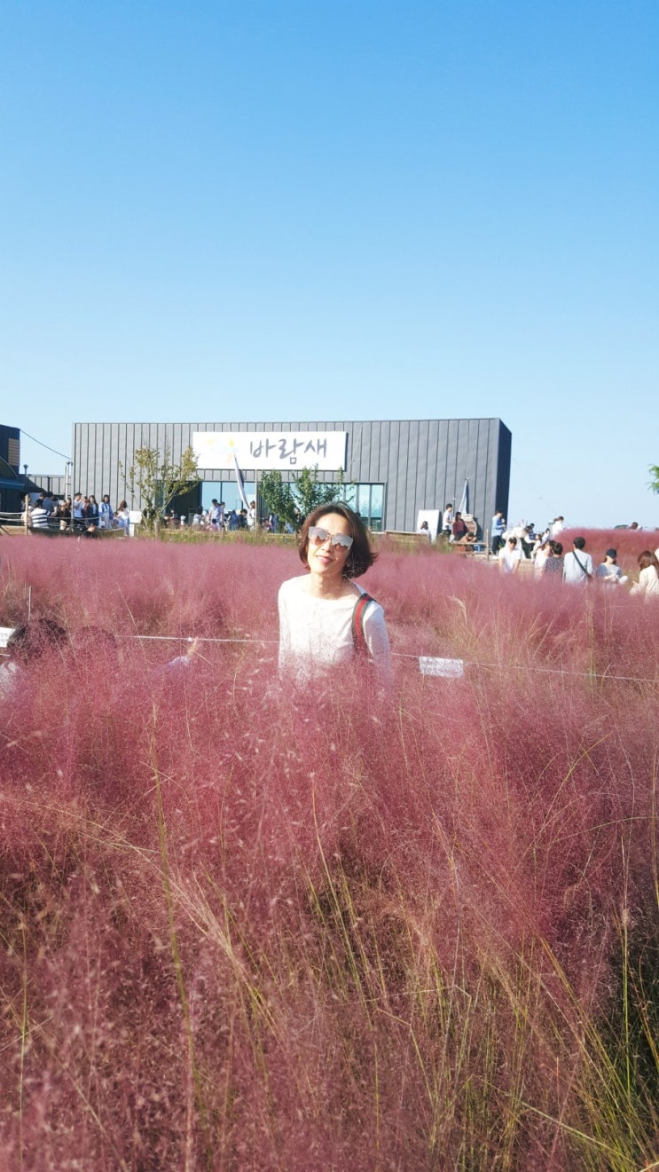  분당에서 가까운 핑크뮬리, 평택 바람새마을 핑크뮬리