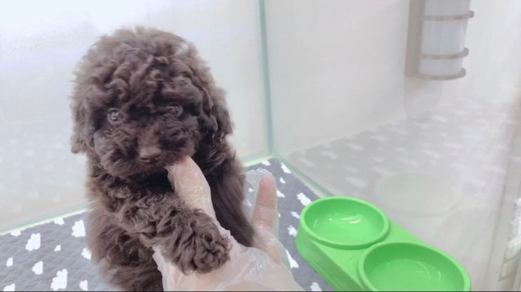  과해동 애견샵 이쁘고 건강한 아이들 많은곳