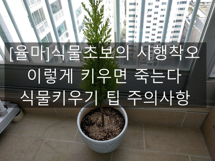  [율마]식물초보의 시행착오_이렇게 키우면 죽는다_식물키우기 팁 주의사항