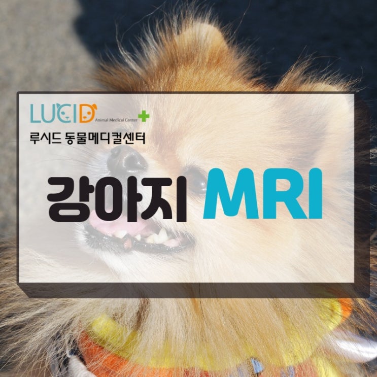  루시드 강아지 MRI