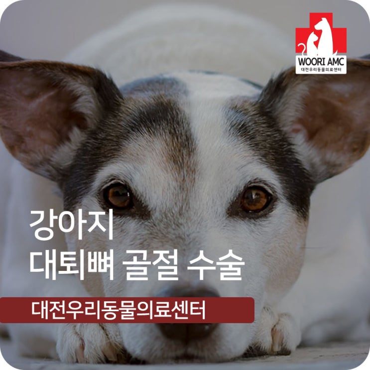  대흥동에 위치한 동물병원 : 강아지 대퇴뼈 골절 수술