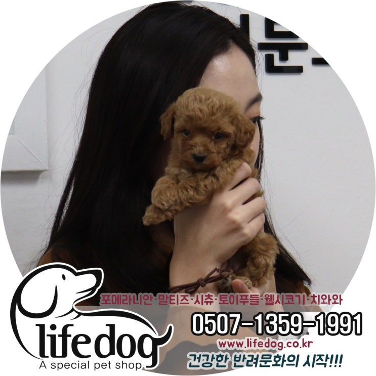  (귤현동강아지분양)꿈에 그리던 아이 토이푸들 분양후기!!