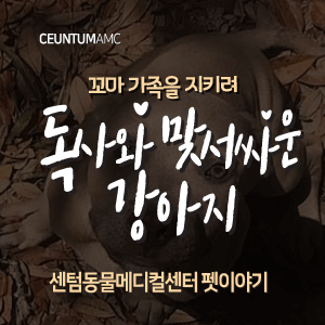  [동물뉴스]꼬마 가족을 지키려 독사와 맞서 싸운 강아지(부산분과전문동물병원, 365일연중무휴)