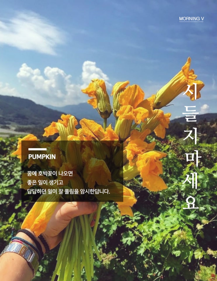  붓기빼는법을 기획한 알렌미디어의 결과물,모닝브이 호박브이미스트!