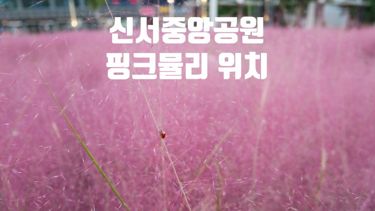  대구 핑크뮬리/동구혁신도시 :: 대구 신서중앙공원 핑크뮬리 위치
