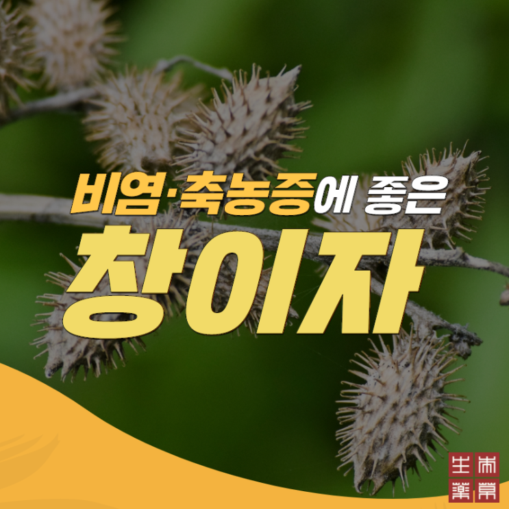  비염축농증이 심할 때 좋은 ‘창이자(도꼬마리)’!