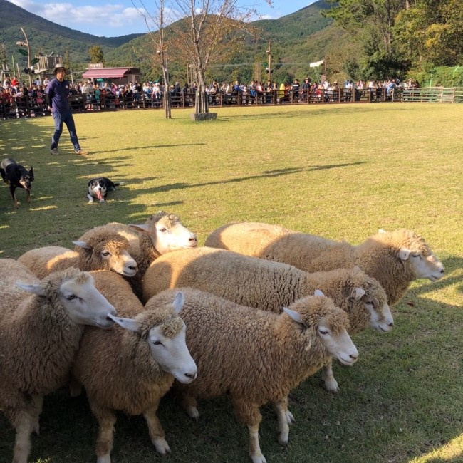  부산동물원 부산 삼정더파크 할로윈파티 다녀왔어요