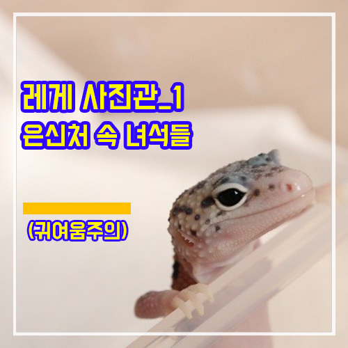 <사육기> 은신처 속 레오파드게코 아이들 (귀여움주의)