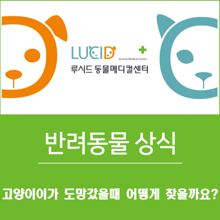  24시 강북구 동물병원 : 가출한 고양이 찾는 방법