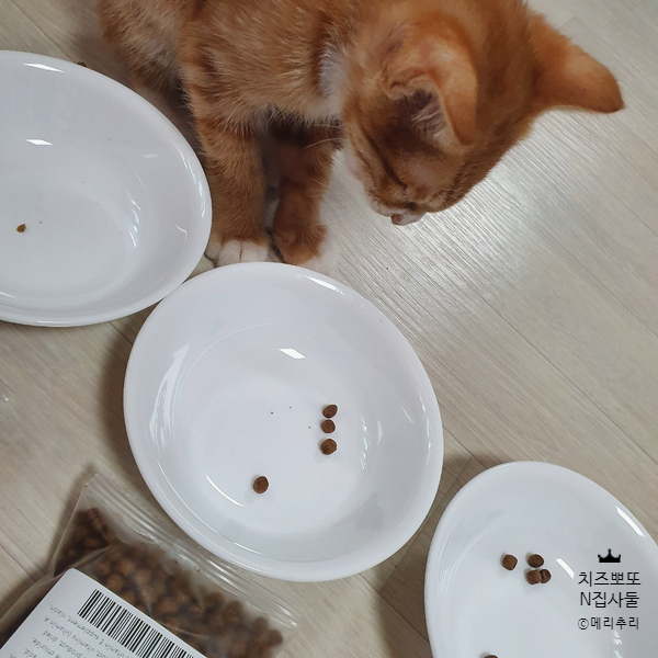 [집사업무일지] 4. 사료 기호성 테스트 (부제: 냥슐랭 놀이)