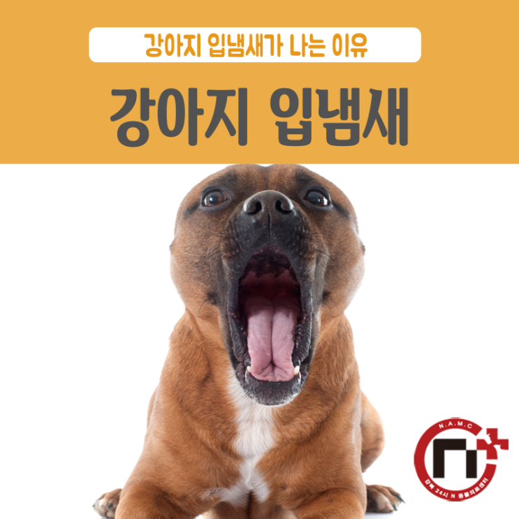  [강북24시] 강아지 입냄새 원인은? 강아지 구취