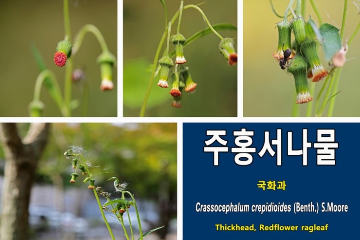  주홍서나물[Crassocephalum crepidioides](2)에 관하여...국화과 한해살이풀