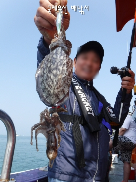  인천 갑오징어 낚시 너무 많이올라오는데요?