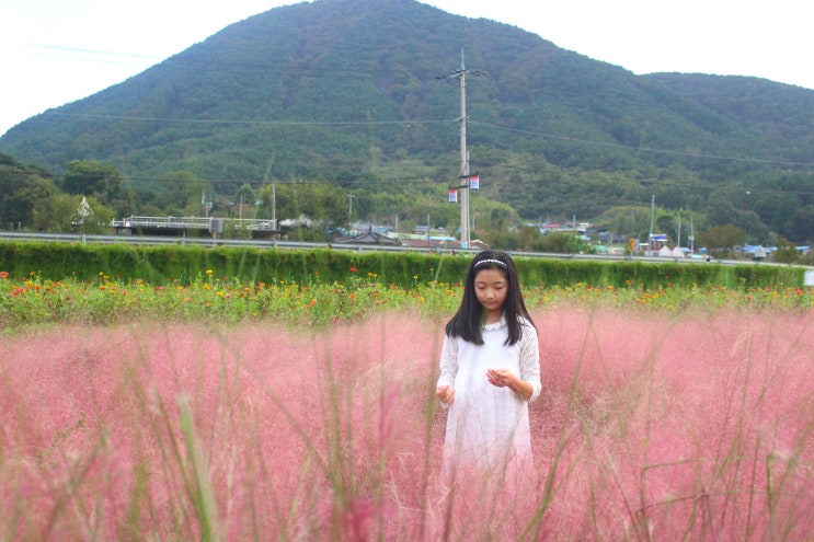  진주 핑크뮬리 하동 북천 으로 Go~ 넘나도 이뻐요