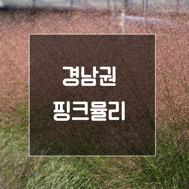  경남핑크뮬리로 겨울지나가기 전 인생사진 찍기