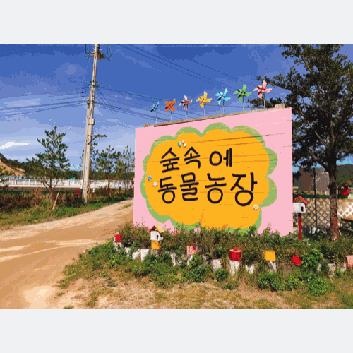  평창 대관령 아이와 가볼만한곳, 토끼랑 뛰어노는 숲속에동물농장