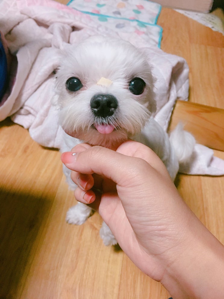  반려견일상:) 꼬미일기 ಇ 집에서 캠핑분위기 냈어요 !