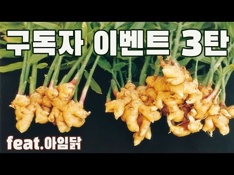  구독자이벤트3탄. 생강요리를 찾아라!_슬기로운 식샤생활 (feat.아임닭)