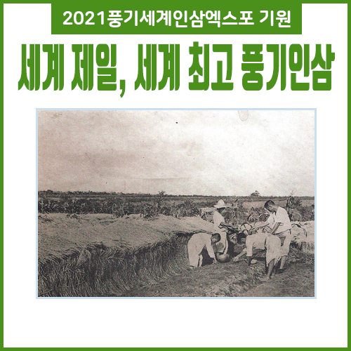 세계 제일, 세계 최고 풍기인삼 2021풍기세계인삼엑스포 개최 기원