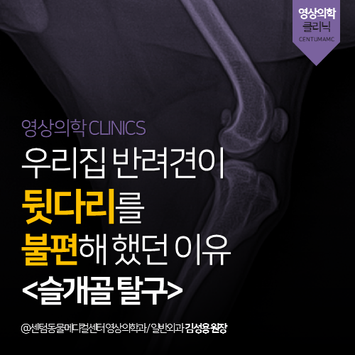  [영상의학과] 우리집 반려견이 뒷다리를 불편해 했던 이유 <슬개골 탈구> (부산 영상 검사 분석 전문 동물병원, 365일 응급진료, 강아지)