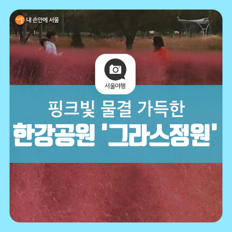 서울 핑크뮬리 개화시기 맞춰 떠나요! 핑크빛 물결 가득한 잠원 한강공원 '그라스정원'