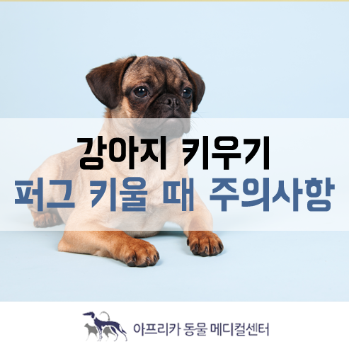  강아지 키우기 : 퍼그 키우기, 퍼그 특징, 퍼그 키울 때 주의사항