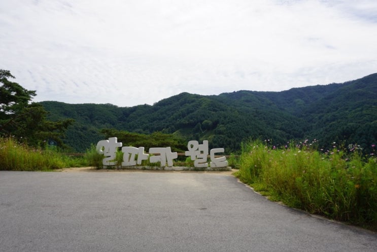  데이트코스 알파카월드