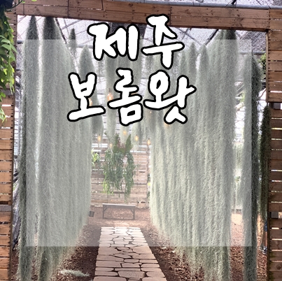  나만 알고싶은 제주도 보롬왓 (도깨비촬영지)