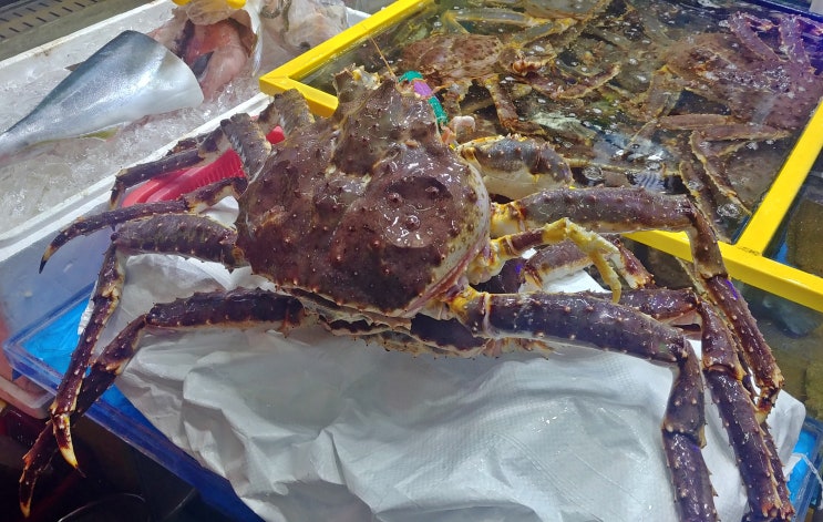  가락시장 킹크랩시즌 놓치지 말자~!