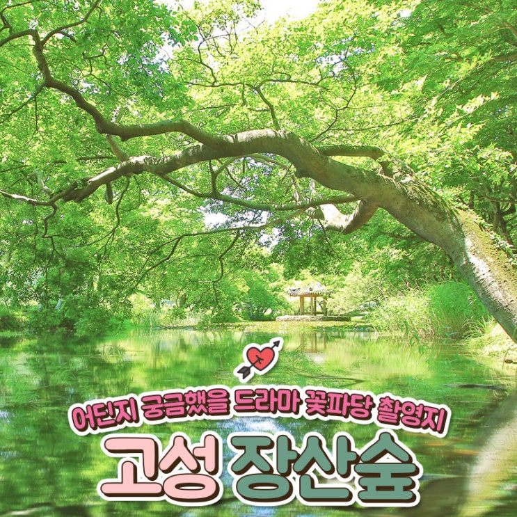  드라마 '꽃파당' 방영으로 큰 관심을 받고 있는 고성 장산숲을 소개합니다!