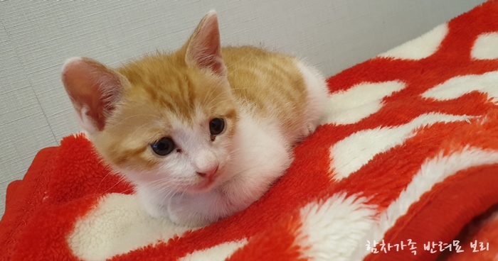  고양이 곰팡이성 피부병 대구 그랜드펫동물병원