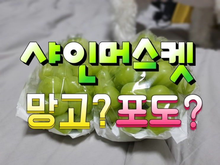 샤인머스켓 먹어봤어요? 망고포도 먹는법