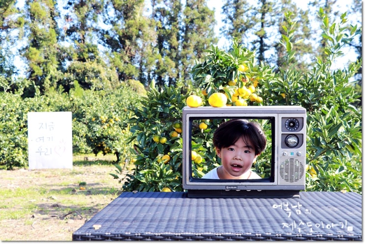  제주 감귤체험 신나게 따고 먹자! [in 파더스가든]
