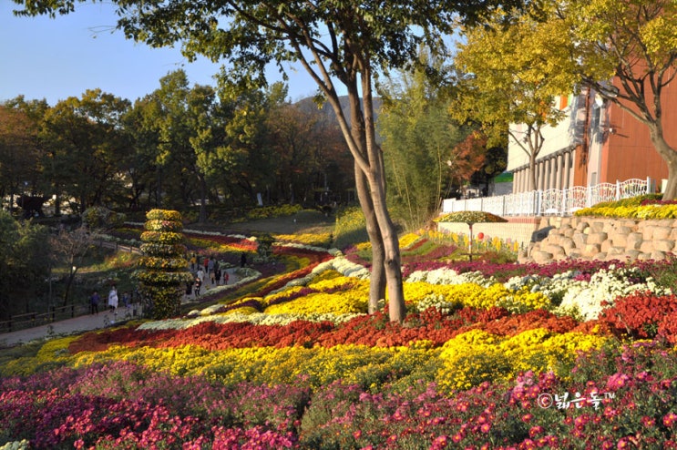  화순여행 - 화순 남산 국화축제 둘러보기