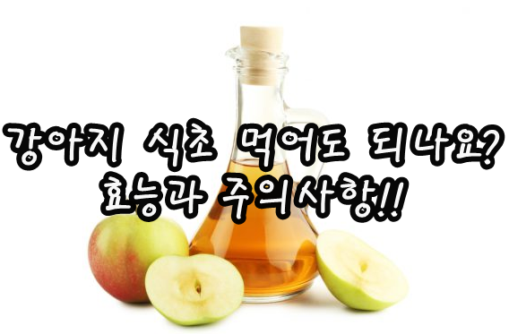  강아지 식초 먹어도 되나요? 효능과 주의사항!!