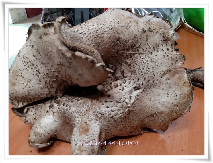  능이버섯요리 효능 옻을 넣은 닭백숙의 맛