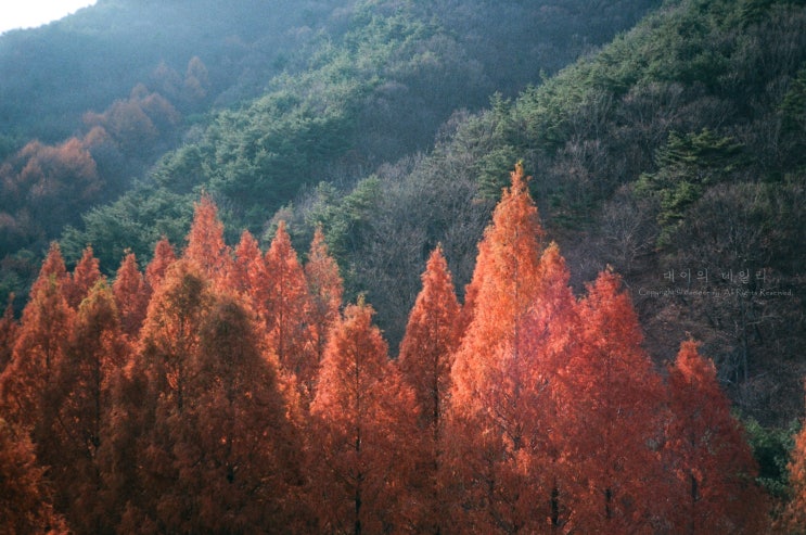 급 대전여행, 장태산 자연휴양림,메타세콰이아 숲,단풍