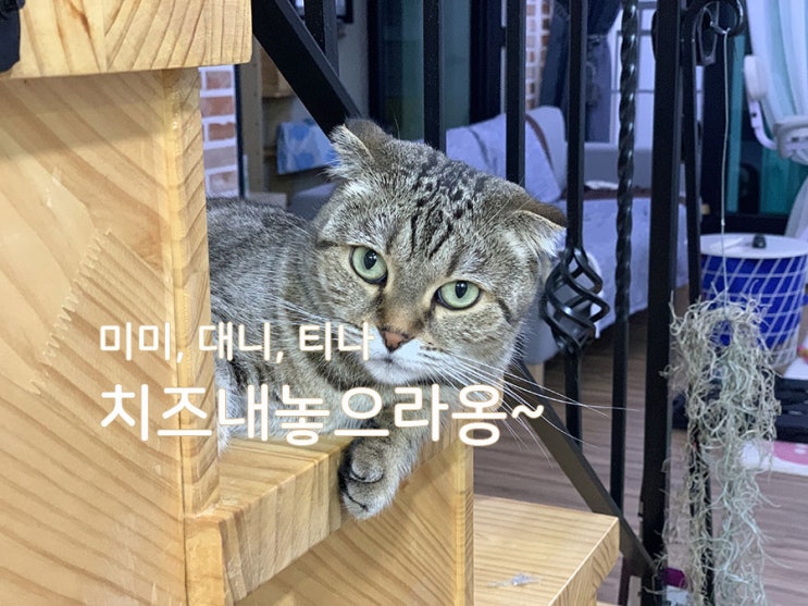  [미미, 대니, 티나] 치즈도둑 미미이야기