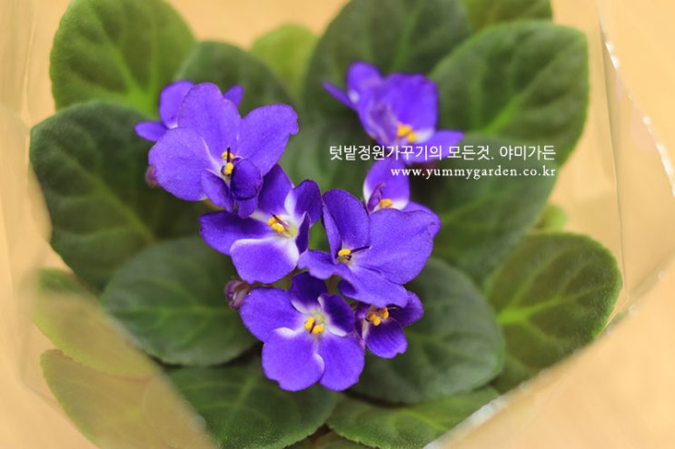  아프리칸바이올렛 꽃모종 판매합니다 (색상선택가능)