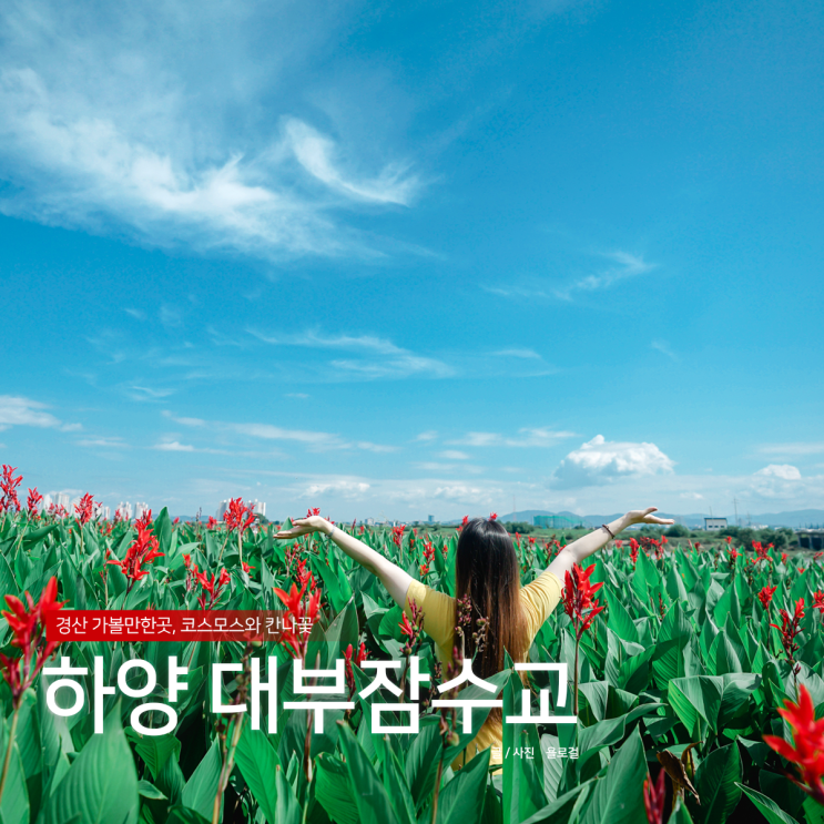  경산 가볼만한곳 하양 대부잠수교, 코스모스와 칸나꽃