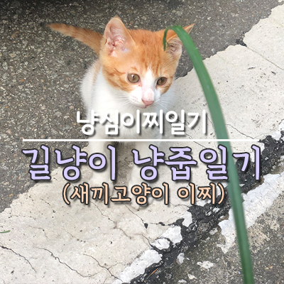 길냥이 냥줍 초보집사일기: 겁쟁이 쫄보 새끼고양이 치즈냥이 이찌