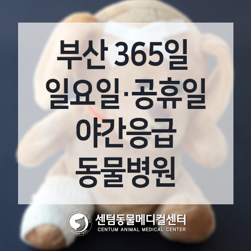 일요일에도 공휴일에도 야간에도 활짝! 센텀동물메디컬센터 (부산 해운대 수영구 연중무휴 24시간 입원 가능 동물병원)