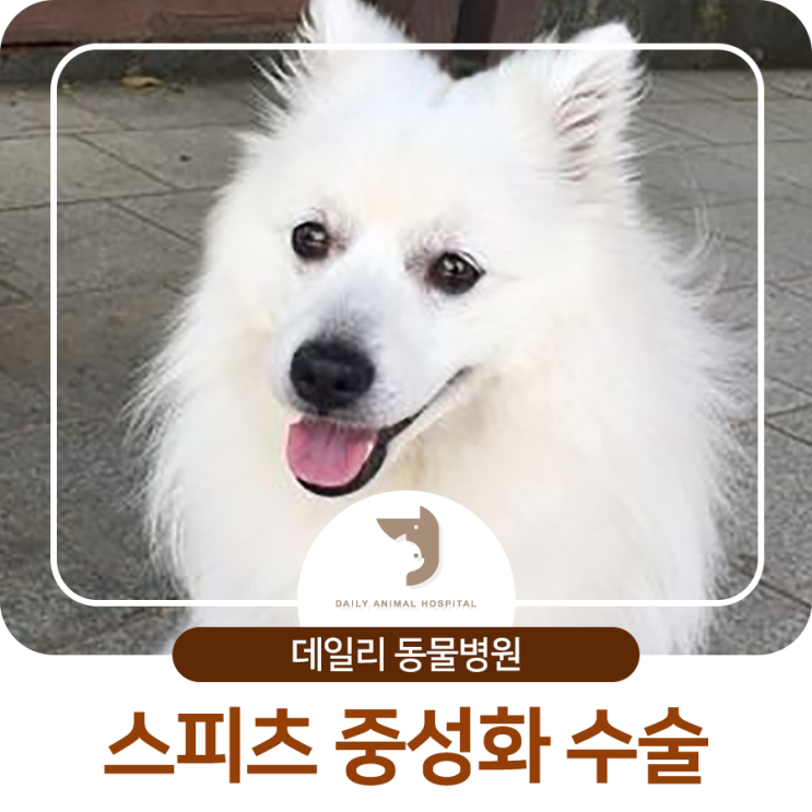  송파구 추천 동물병원 : 스피츠 중성화 수술