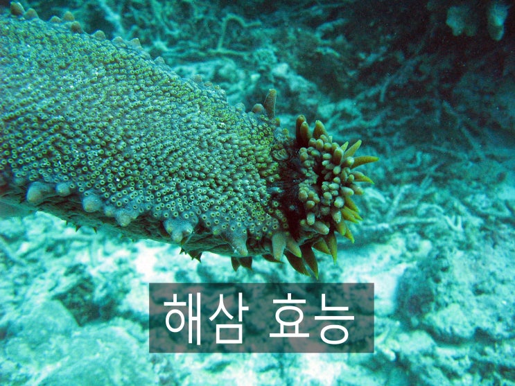  해삼효능 성장기 아이들과 임산부에 좋아~